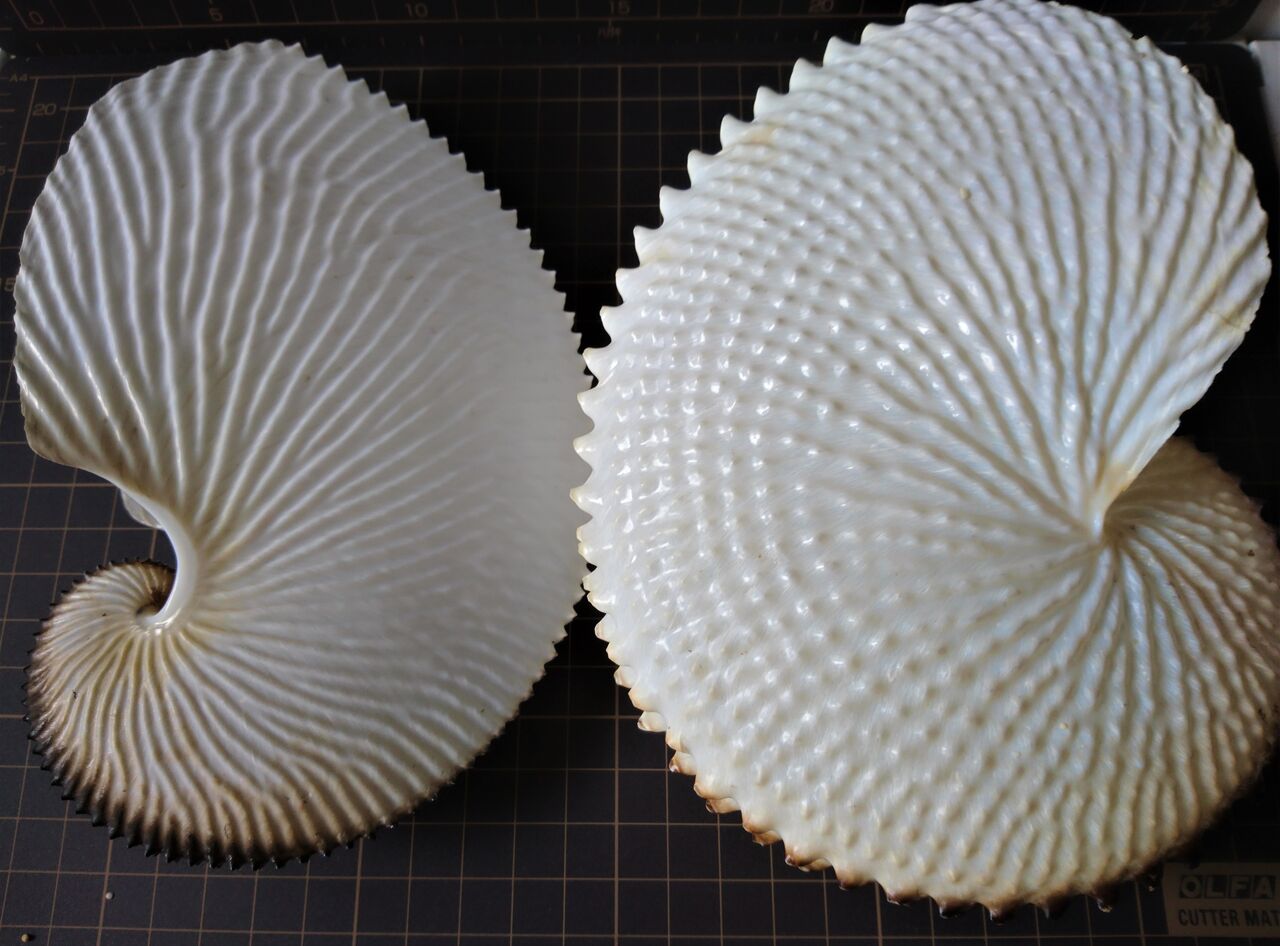 アオイガイとチリメンアオイ : 波と風の音を聴きながら～