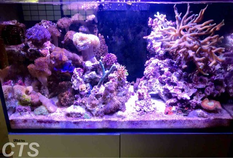 人工ライブロックセット（海水魚、サンゴ、背景、レイアウト、水槽