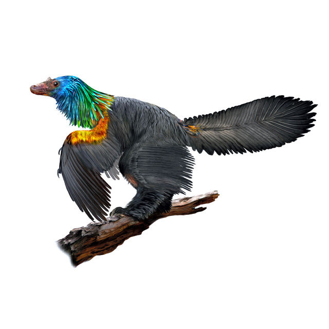 北海道中川大きな虹色ハウエリセラス化石恐竜