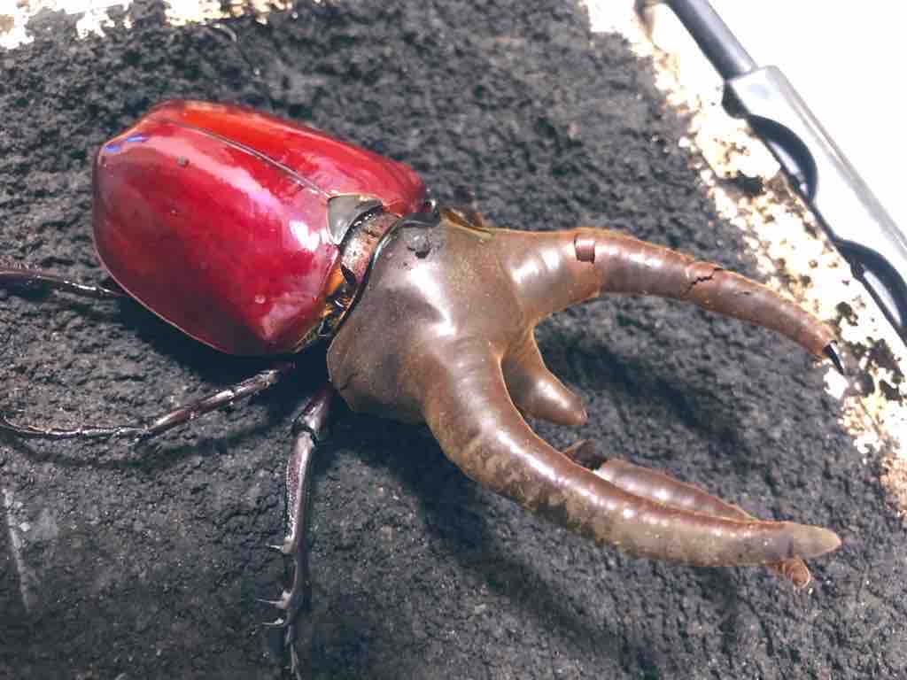 ベトナム産 コーカサスオオカブト 120mm ベトナム産 コーカサス