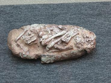 ☆【入手困難】恐竜の卵化石ハドロサウルスの卵の巣3個