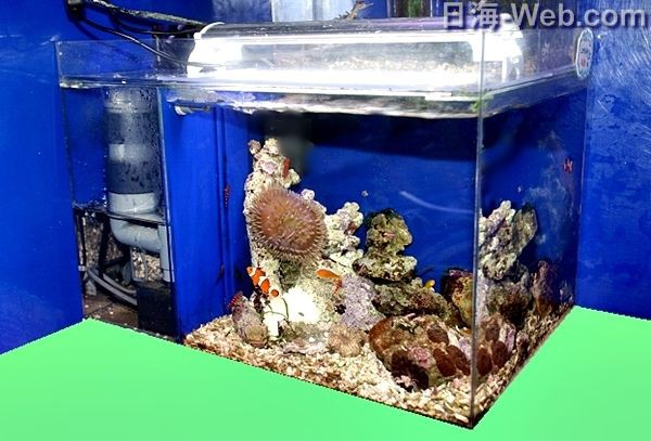 日海センター 硝酸塩還元塔 NK-300 世界のとれたて海水魚(通信