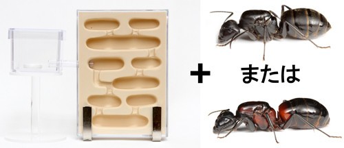 Ant Room 蟻マシーン2号ミニ 2個セット 蟻マシーン2号ミニ | Ant Room