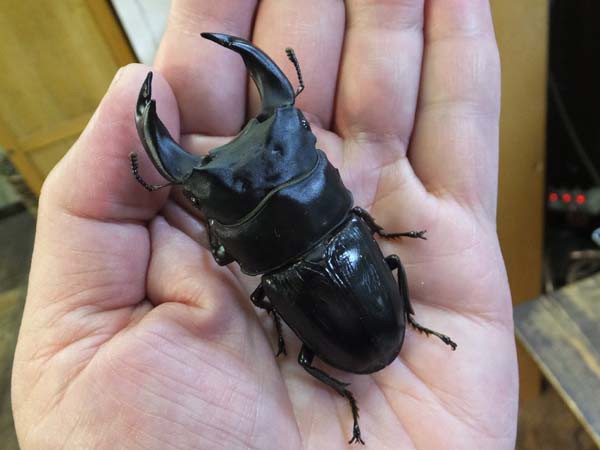 極太血統ゴードンR！！国産オオクワ！ : カブトクワガタ☆GLOBAL