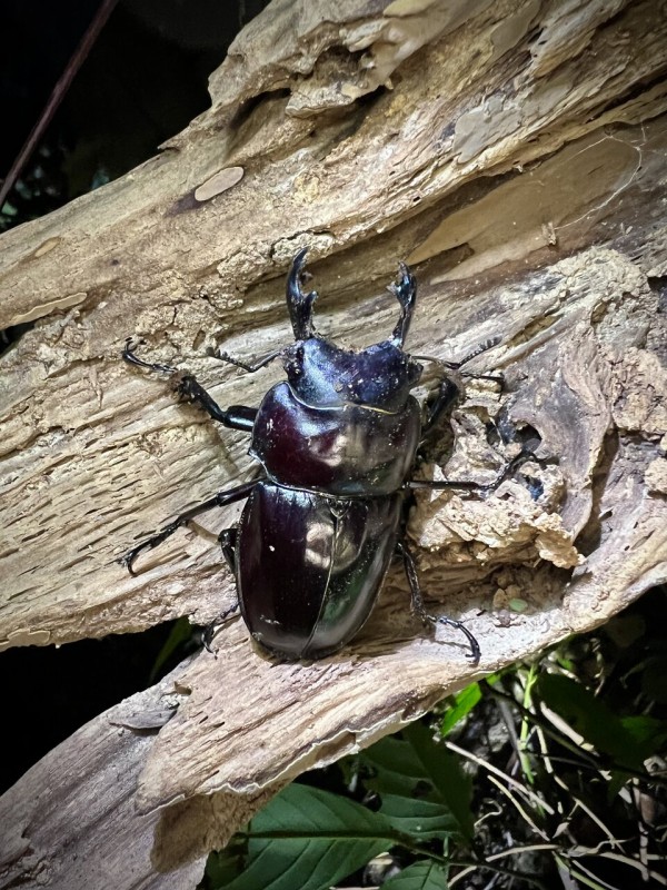 2024年 西表島マルバネクワガタ採集記 : ほっほ：いしとむしとやまの人