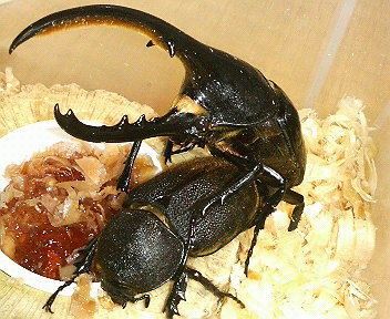 ヘラクレスオオカブト ペア