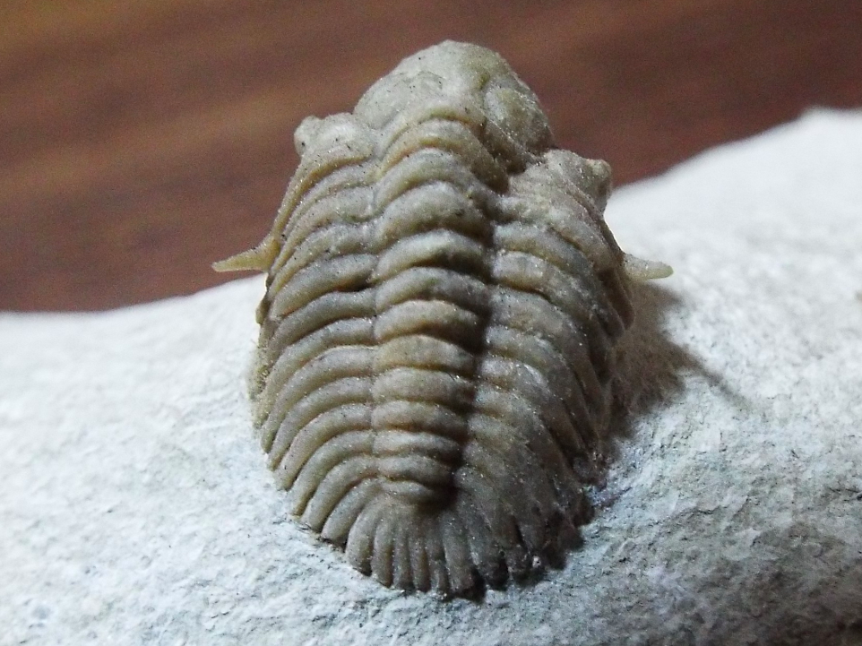 三葉虫化石 特大サイズ 全長約13cm 三葉虫化石 特大サイズ 全長約13cm