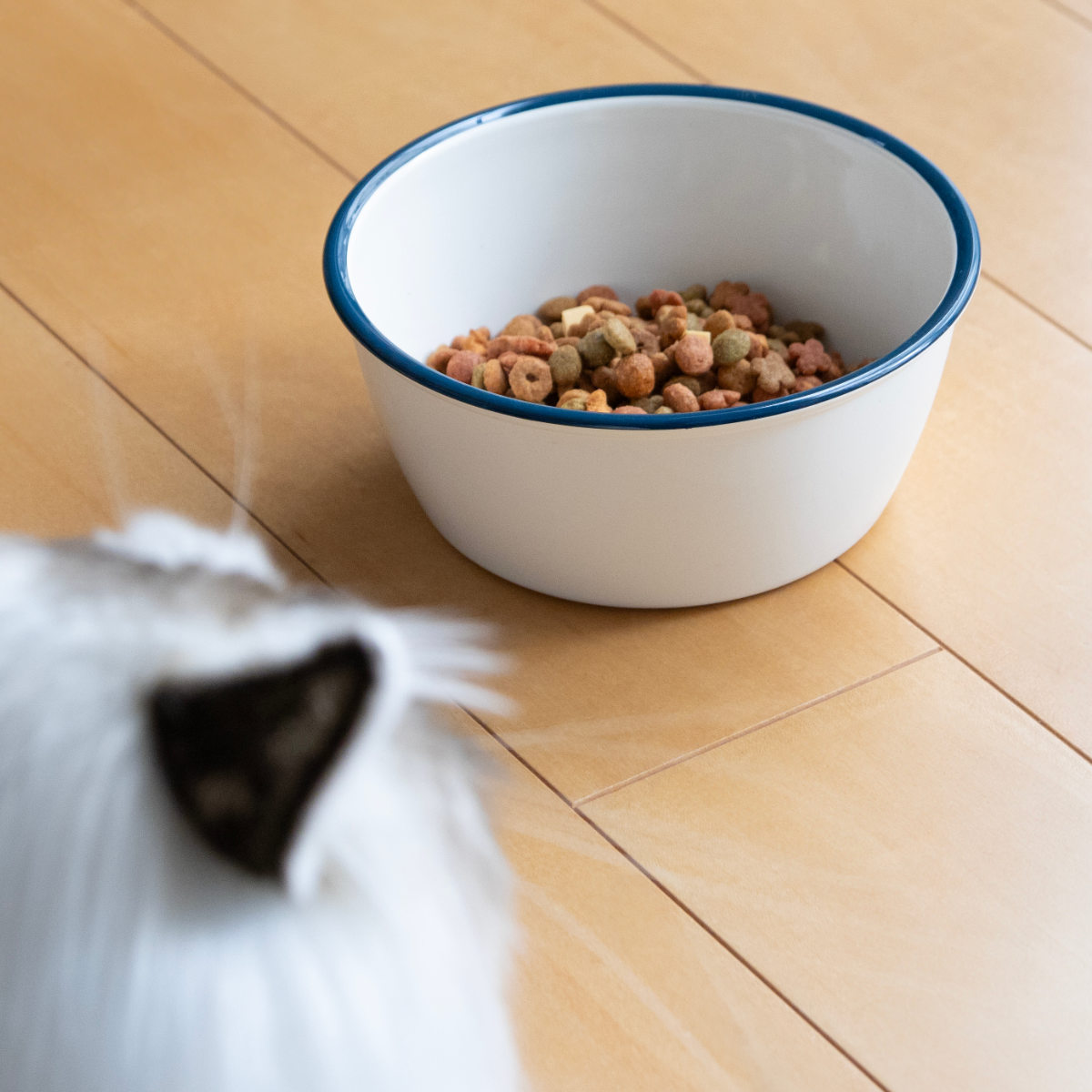 フードボウル MiyaWan HORO 800ml 犬 猫 食器 （ ペットボウル ペット