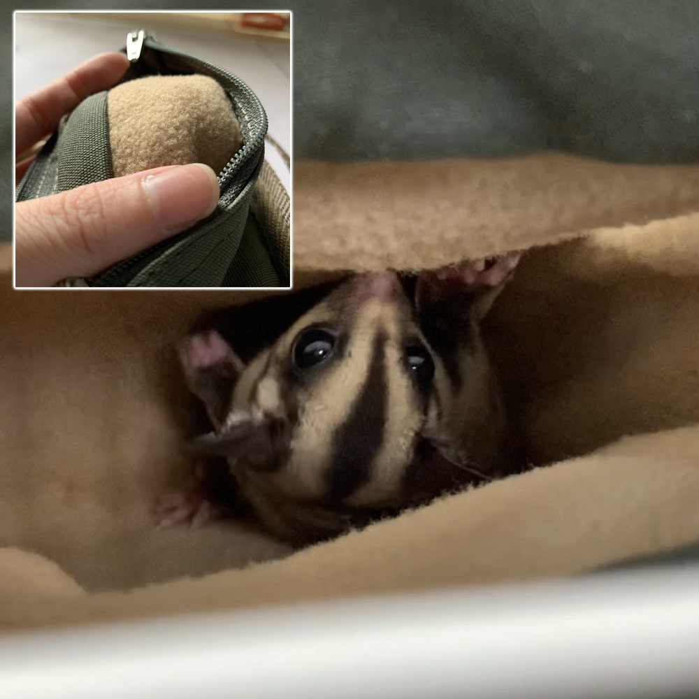 LIP2002 フクロモモンガポーチ | L.I.P love into the pet ペットへの