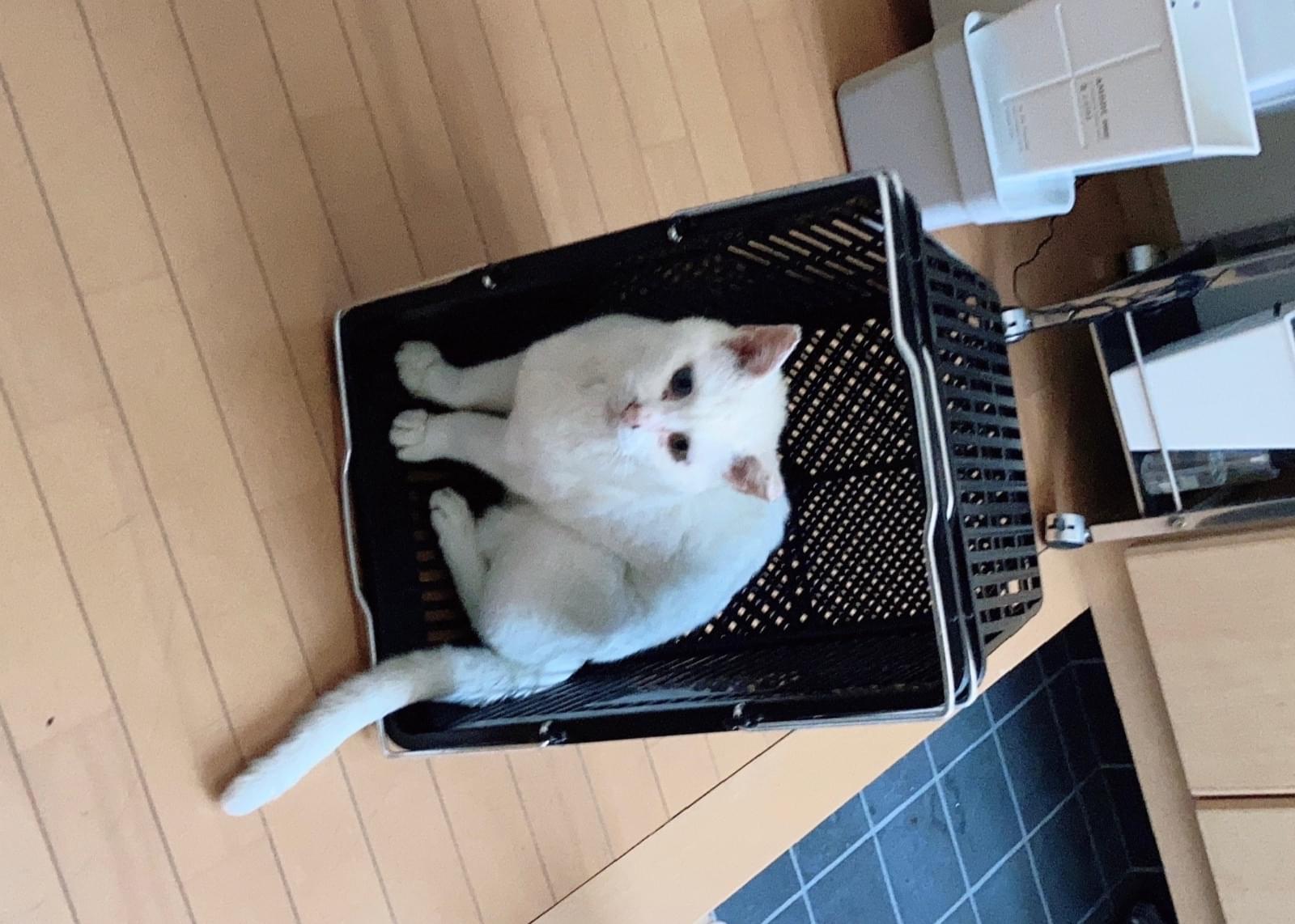 AI ベイビースリー babythree 800% オイル目バブちゃん白猫