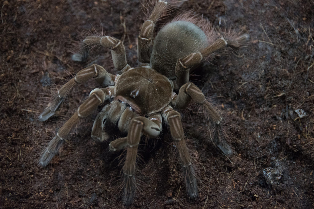 ゴライアスバードイータータランチュラの販売ページ – マシュマロパンダ