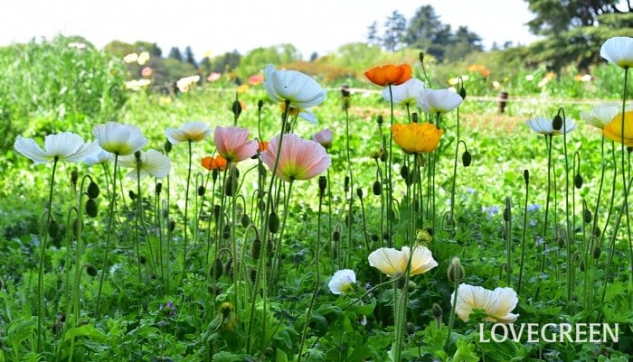 ポピー（ケシ）とは？ 花の特徴、種類ごとの性質や育て方 | LOVEGREEN