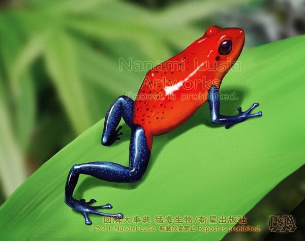 イチゴヤドクガエル/鮮やかな体に毒を蓄える猛毒生物 | 七海ルシアの