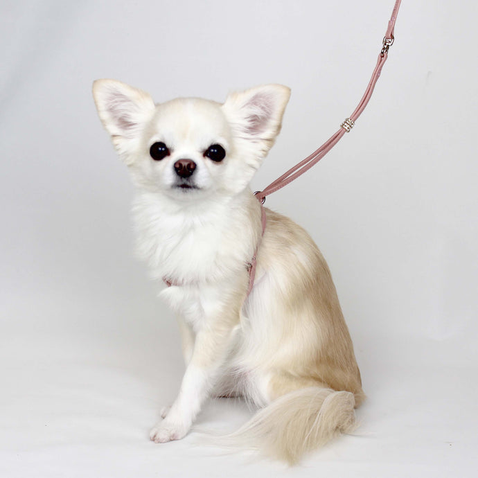 首輪＆リード – Luxebirdie