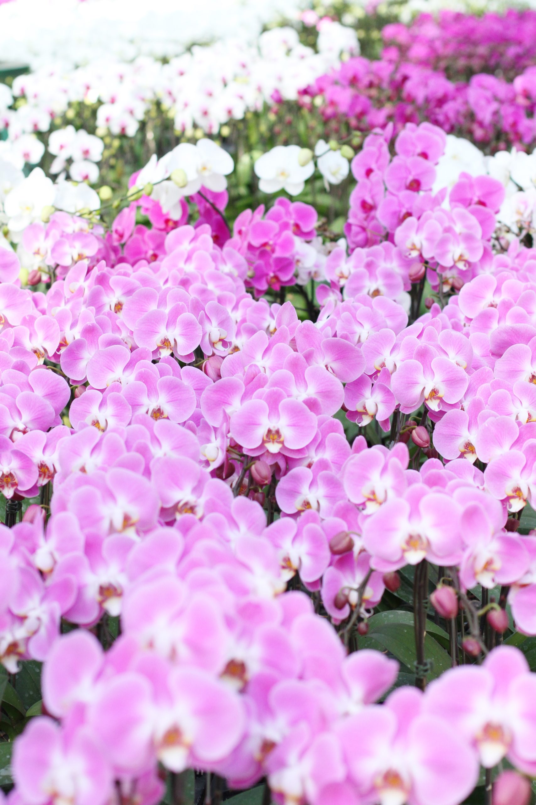 9SAM8 コンゴ民主共和国 10フラン イリュージョンラヴィアンローズ