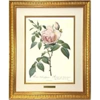 Amazon.co.jp: 額絵 「バラ図譜」フォリオ版 原寸大 ルドゥーテ レ