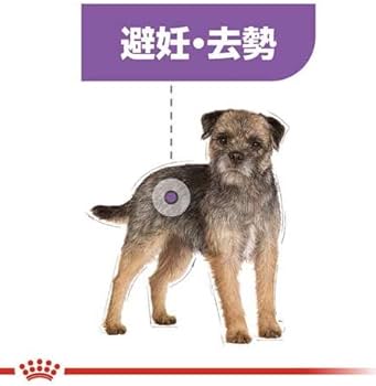 Amazon.co.jp: ロイヤルカナン CCN ミニステアライズド 8kg（避妊