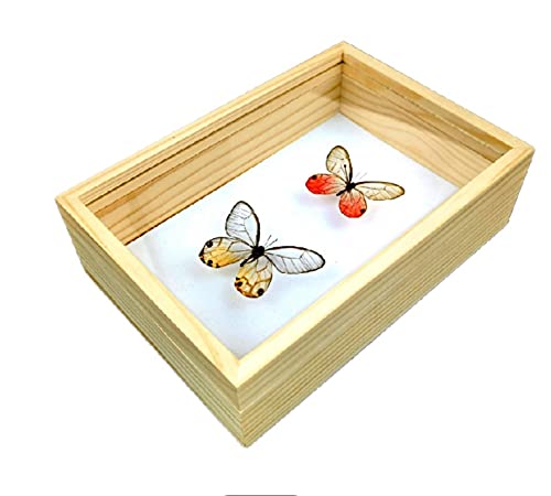 Amazon.co.jp: 標本箱無垢材昆虫標本箱蝶標本箱ガラス面ポピュラー