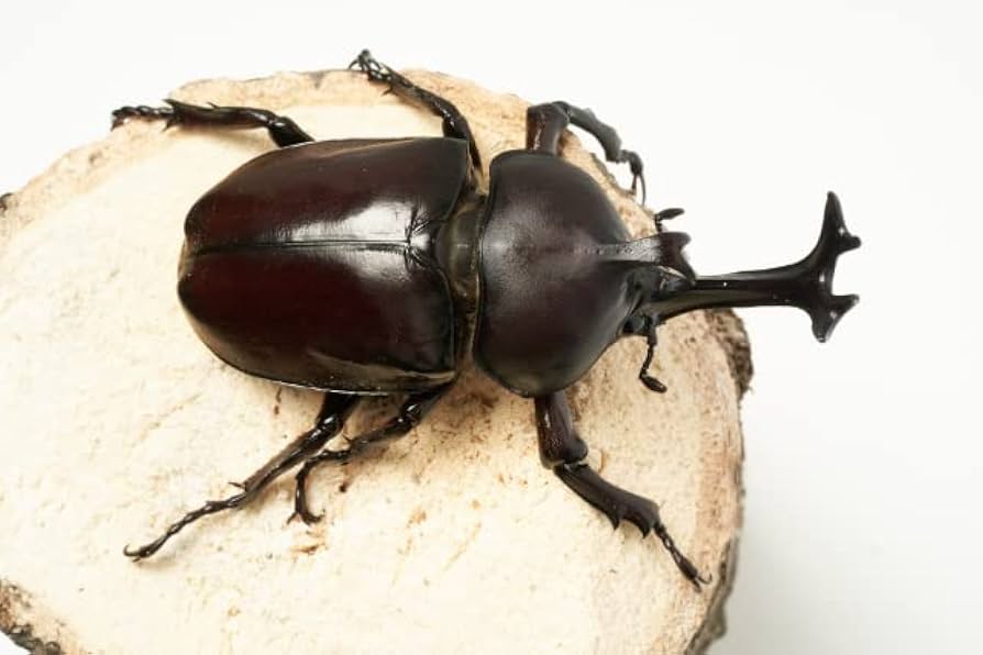 Amazon | 国産 天然カブトムシ 成虫 ペア Sサイズ（オス50.0mm～：メス