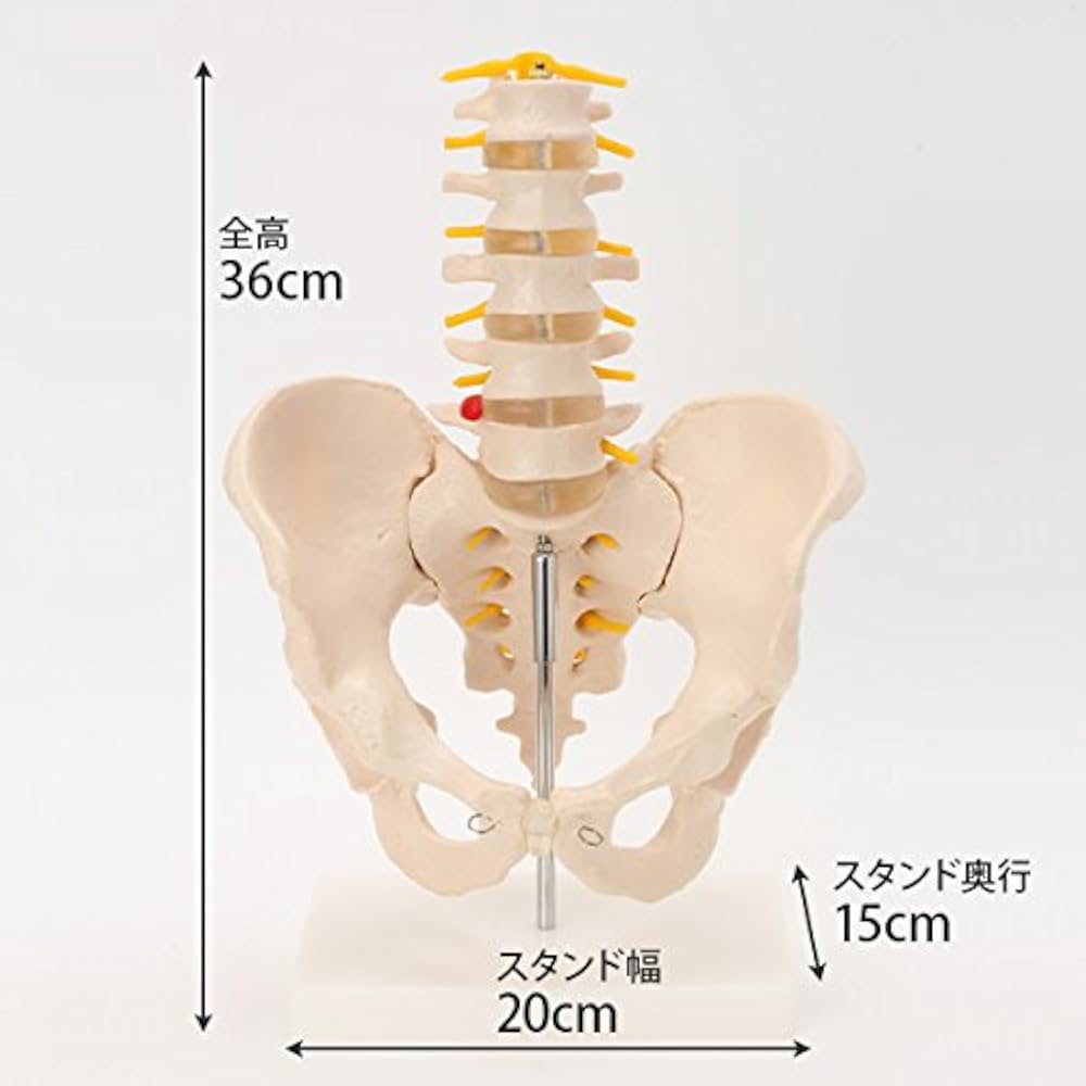 41JCKbrbbCL._AC_UF1000,