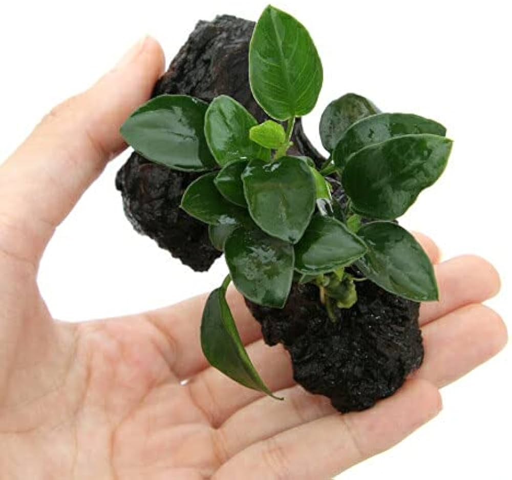 Amazon.co.jp: （水草）アヌビアスナナ プチ 流木付 ミニサイズ（約