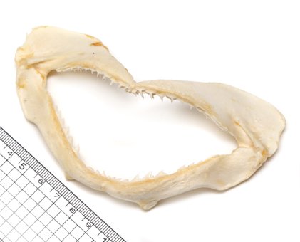 サメの顎 標本 サメの歯 アメリカの鮫 サメの顎（アオザメ）顎骨標本