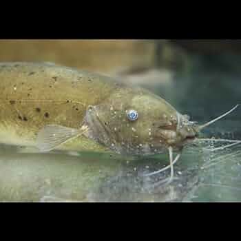 41P716Pl6SL._AC_UF350,