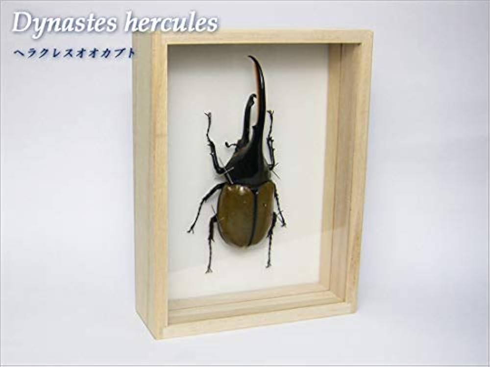 Amazon.co.jp: 虫の標本 ヘラクレスオオカブト Dynastes hercules