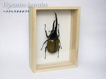 Amazon.co.jp: 虫の標本 ヘラクレスオオカブト Dynastes hercules