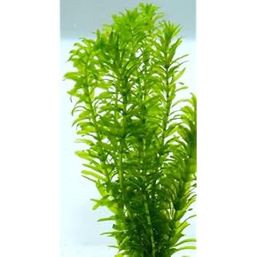 生体（水草） - Amazon.co.jp