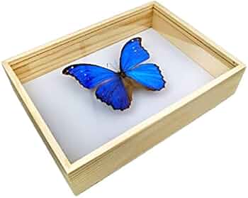 Amazon.co.jp: 標本箱無垢材昆虫標本箱蝶標本箱ガラス面ポピュラー