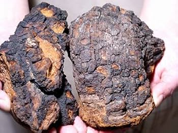 Amazon.co.jp: カバノアナタケ茶 塊 (原体) 2.1kg (700g×3袋セット