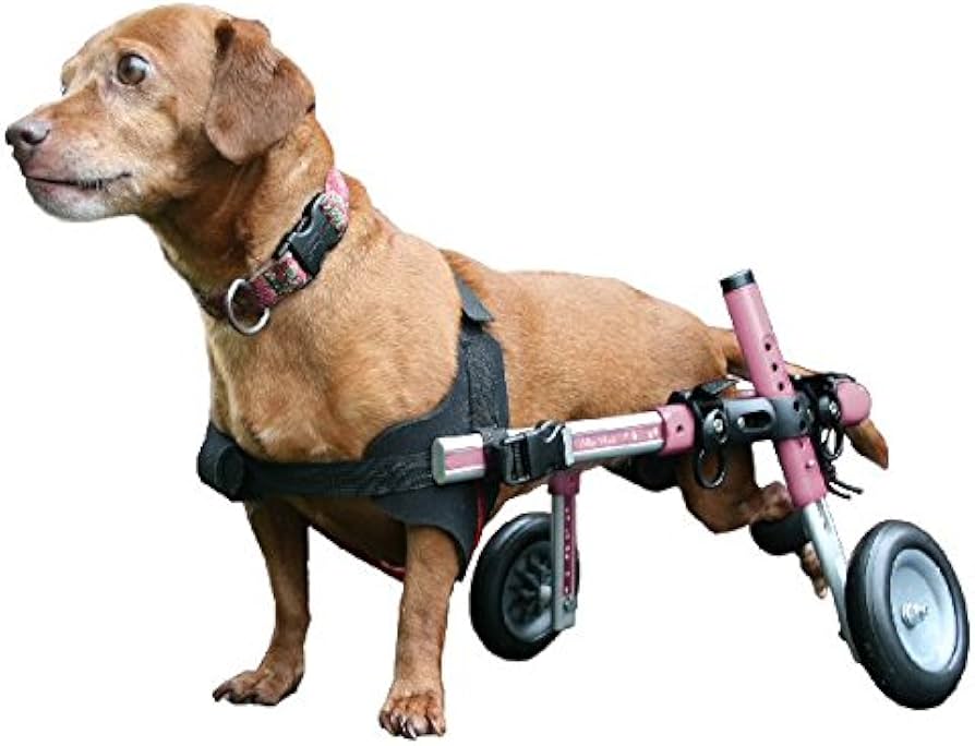 Amazon | 小型犬用の車椅子（ミニチュア・ダックスフンド、トイ
