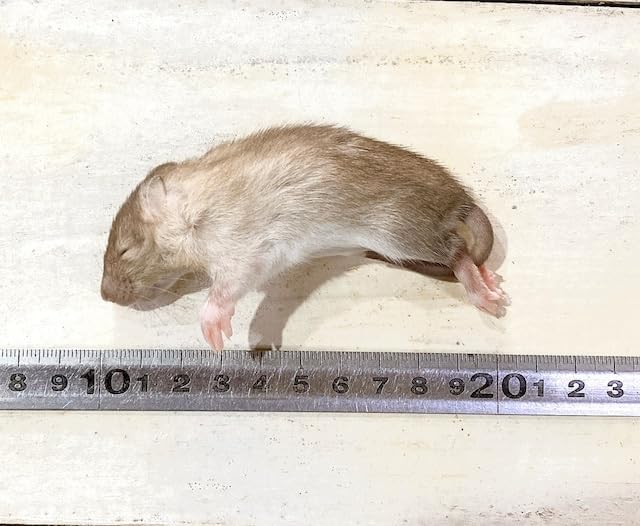 tingachan】冷凍ラット Amazon | 国産冷凍ラット (ベビー M 10~15g 5匹