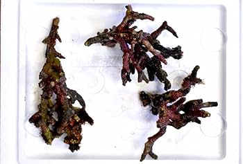 Amazon | 良質ライブロック 枝状Sサイズ 500g 量り売り 海水魚