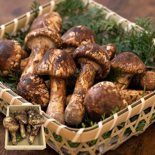 松茸 北海道 700g 訳あり ③ 松茸 北海道 700g 訳あり ③ 松茸 北海道