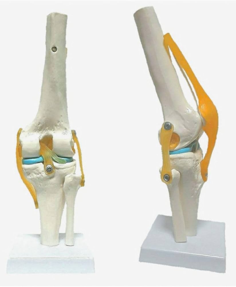SOMSO 膝関節模型 楽天市場】膝関節機能模型 W20×D18×H34cm 0.6