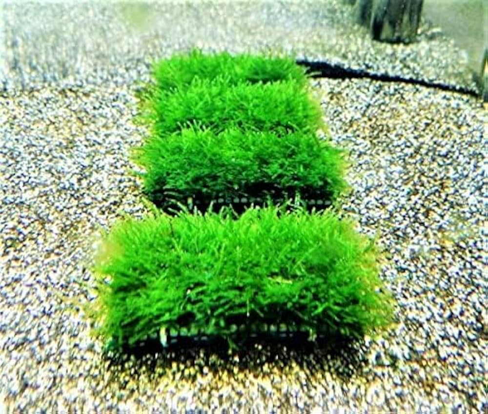 Amazon.co.jp: 【めだか街道】無農薬 南米ウィローモスマット 1個