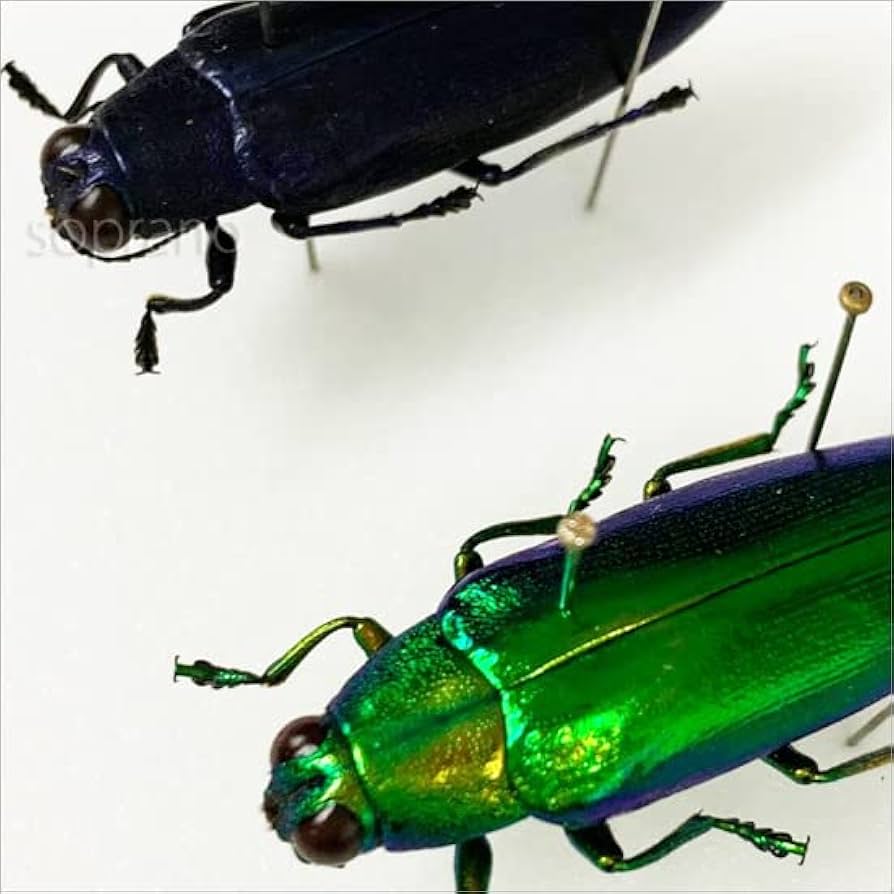 リ*ダ様 緑色と金色の光沢 昆虫標本 タマムシ約67匹 リ