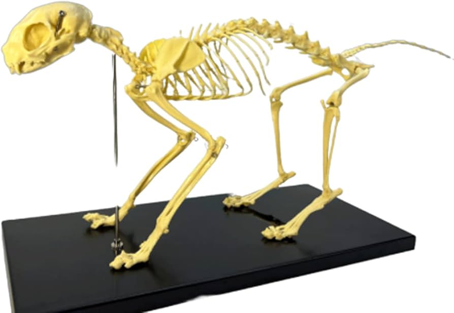 猫 骨格標本 全身 頭骨 猫 骨格標本 全身 頭骨