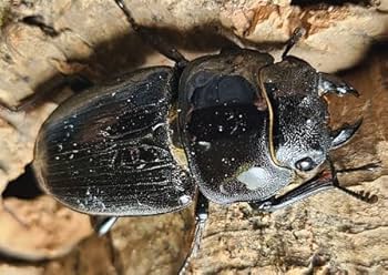 Amazon | ホーペ（ホペイ）オオクワガタ 68.0㎜×FREE 成虫 ペア （No