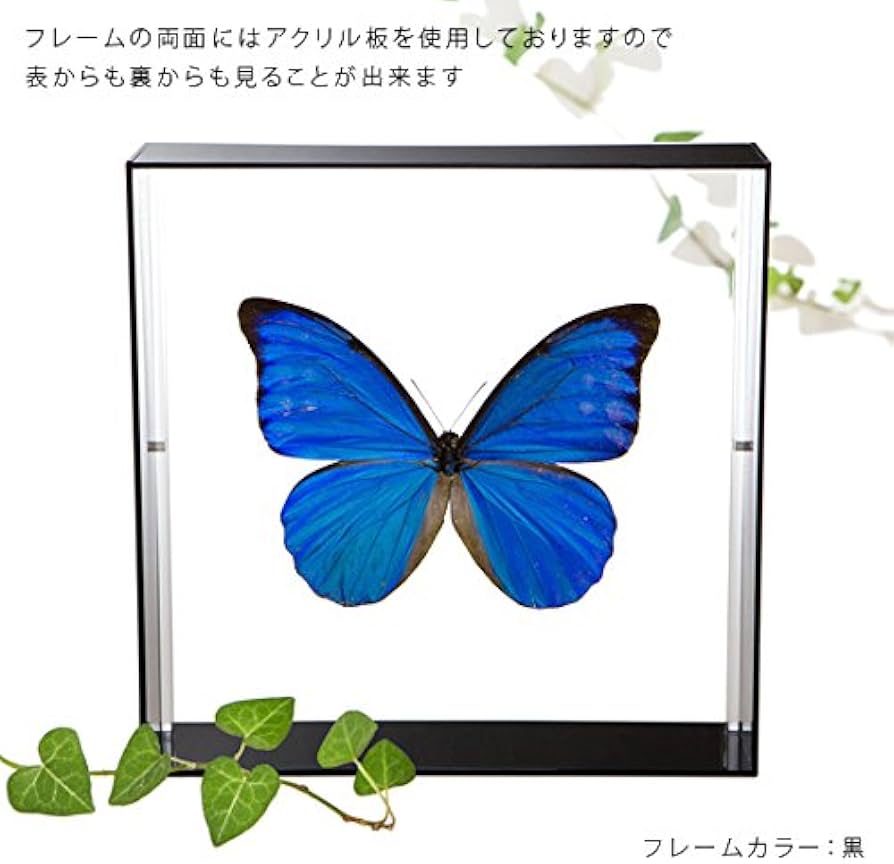 希少種‼️オナガギフチョウ ペア 蝶標本