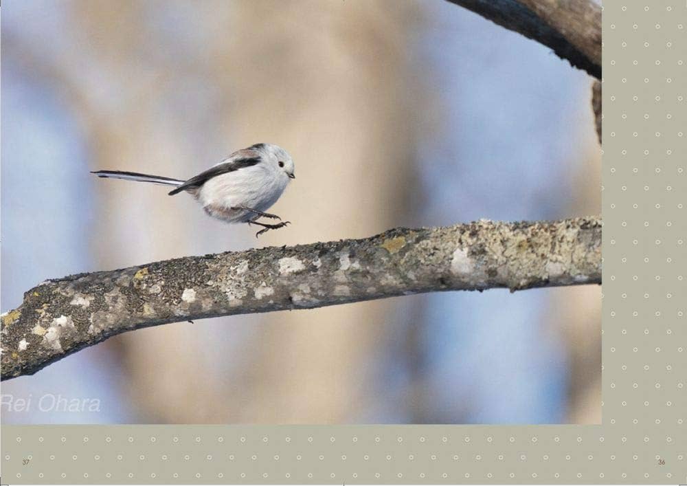 草むらから歩いてたらいきなり出てきた伝説のシマエナガ 草むらから
