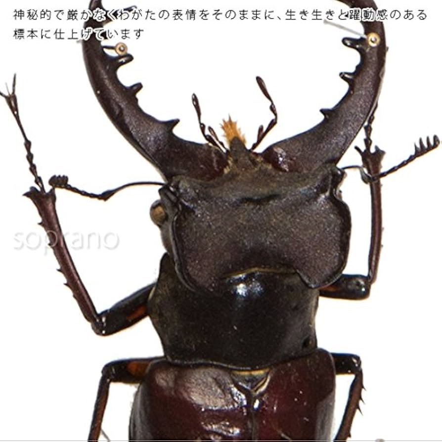 大型 フランス産 ケルブスミヤマ ♂83㎜ 標本 ミヤマクワガタ