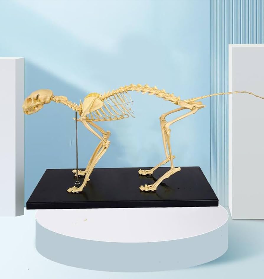Amazon.co.jp: 猫の骨格解剖学モデル模擬動物の骨の解剖学モデル猫の
