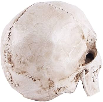 Amazon.co.jp: 実物大レプリカ リアルな人間の頭蓋骨 頭骨モデル 解剖