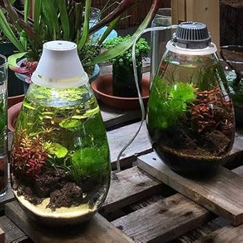 Amazon.co.jp: Mosslight-モスライト LED照明付苔テラリウム 日本製