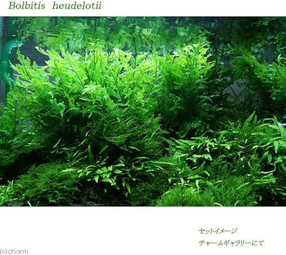 Amazon.co.jp: （水草）ボルビティス ヒュディロティ（水中葉）（無