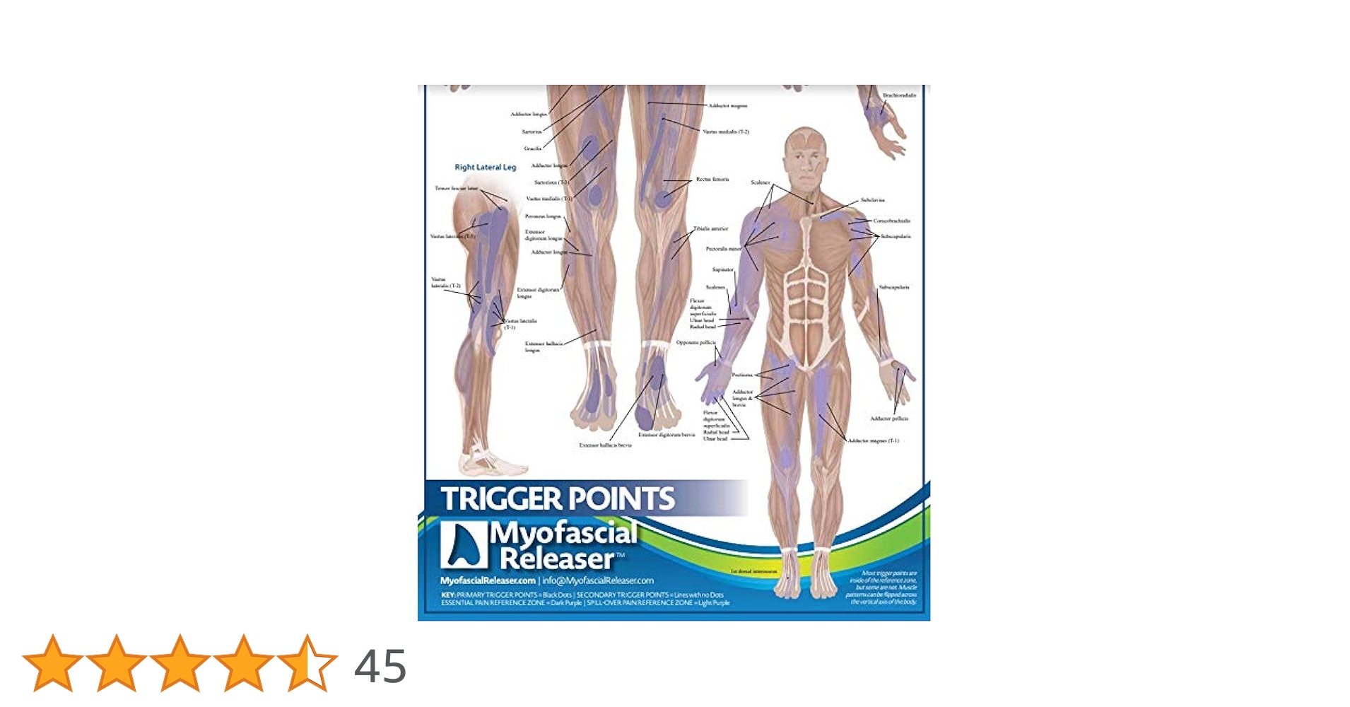Sclerotome Pain 解剖図！カイロ！整体！鍼灸！エステ！トレーナー