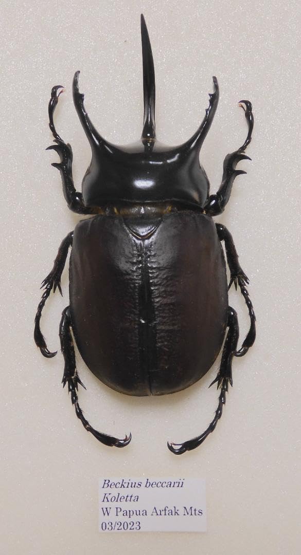 パプア産　サンボンヅノカブト　特大　78mm パプア産 サンボンヅノカブト 特大 78mm パプア産 サンボンヅノカブト